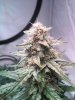 Sour Stomper D50.JPG