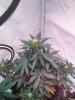 Stilton D33.JPG