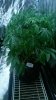 Black diesel May 5.jpg