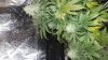 20170609_141154.jpg