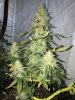 Stomper D55.JPG