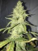 SourStomper D55.JPG