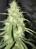 Skystomper D52.JPG