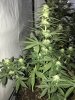 Stilton D39.JPG