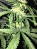 Stilton Mutant D39.JPG
