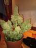 IMG_20170616_230223.jpg