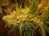 3rd MS Grow 005.jpg
