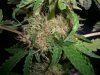 BLKDRG 2_9-20-12 3.jpg