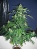 CD 1_9-20-12 3.jpg