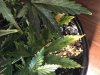 IMG_0371.JPG