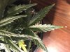 IMG_0373.JPG