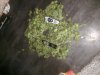 20170628_081514.jpg