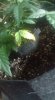 plant 17.jpg