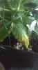 plant 18.jpg