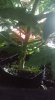 plant 20.jpg