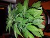 20170702_092112.jpg