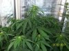 week5f.JPG