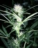SweetBuds1.JPG
