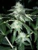 SweetBuds2.JPG