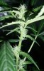 SweetBuds3.JPG