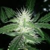 SweetBuds5.JPG