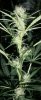 SweetBuds4.JPG