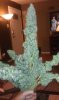 ForumRunner_20120927_082019.jpg