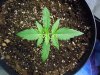 8day (2).jpg