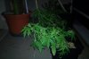 DSC00023.jpg
