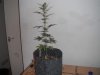 DSCF2384.jpg