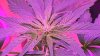 WP_20170710_20_29_04_Rich.jpg