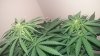 20170713_163034.jpg