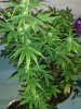 thumbnail_20170713_195620_resized.jpg