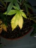 thumbnail_20170713_195635_resized.jpg