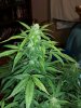 thumbnail_20170713_195725.jpg