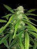 thumbnail_20170713_195756.jpg