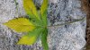 leaf.jpg