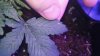 IMG_20170727_150452.jpg