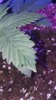 IMG_20170727_150748.jpg