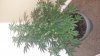 20170803_184724.jpg