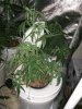 IMG_20170804_012250.jpg