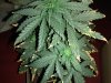 lowerplant2.jpg