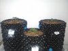 IMG_20121004_140505.jpg
