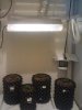 grow room.jpg