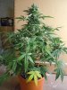 bombb4chp (6).jpg