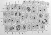 mitosis2.jpg