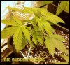 400w buddha chesse - Copy.jpg