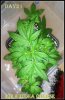 250w buddha cheese.jpg