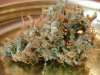 Blue Mammoth 092.jpg