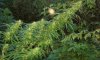 spot2plant7.jpg